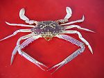 Crabe Portunus pelagicus